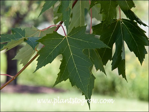 The leaf has the typical shape of a Silver Maple.  One of the parents of the Freemani Maples